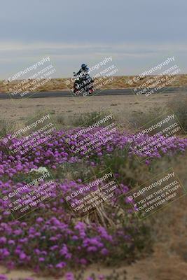 media/Jan-14-2023-SoCal Trackdays (Sat) [[497694156f]]/Turn 14 Exit Bloomig (145pm)/